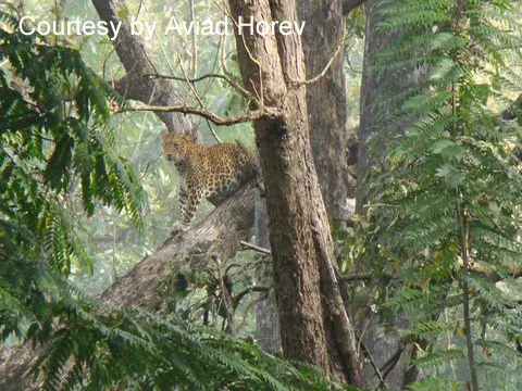 Kaziranga National Park