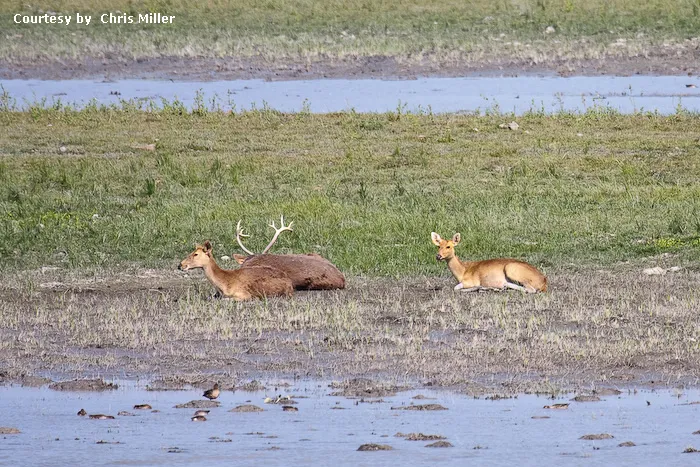 Kaziranga National Park