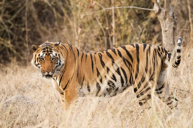 Manas National Park